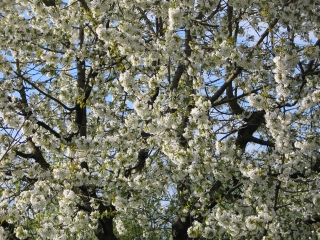 cherry tree 2